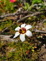 Romulea barkerae
