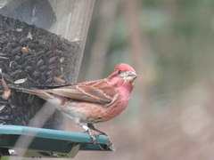 Haemorhous purpureus