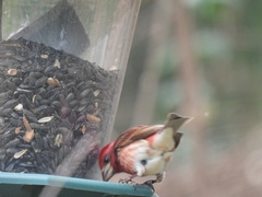 Haemorhous purpureus