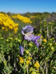 Gladiolus caeruleus