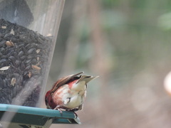 Haemorhous purpureus