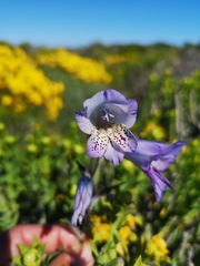 Gladiolus caeruleus