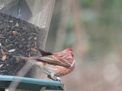 Haemorhous purpureus