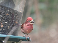 Haemorhous purpureus