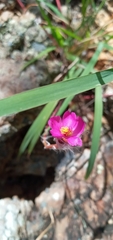 Portulaca elatior