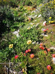 Osteospermum calcicola