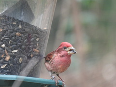 Haemorhous purpureus