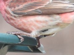 Haemorhous purpureus