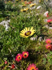 Osteospermum calcicola