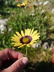 Osteospermum calcicola