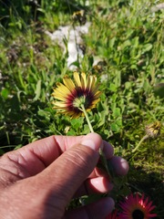 Osteospermum calcicola