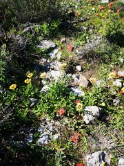 Osteospermum calcicola
