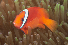 Blackback Anemonefish photo 4