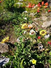Osteospermum calcicola