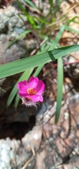 Portulaca elatior