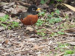Turdus migratorius