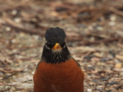 Turdus migratorius