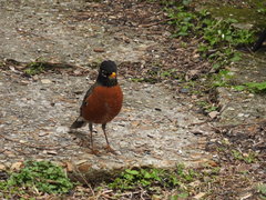 Turdus migratorius