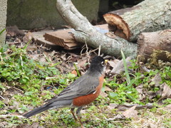 Turdus migratorius