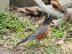 Turdus migratorius