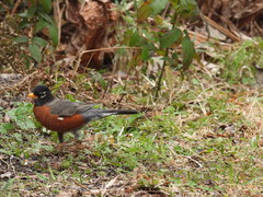 Turdus migratorius