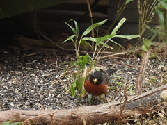 Turdus migratorius