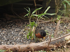 Turdus migratorius