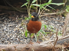 Turdus migratorius