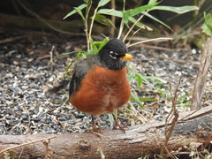 Turdus migratorius