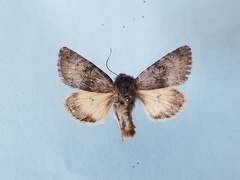 Lasionycta impingens