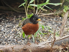 Turdus migratorius