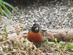 Turdus migratorius