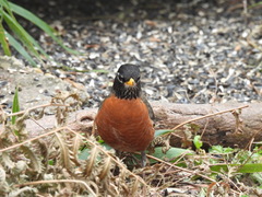 Turdus migratorius