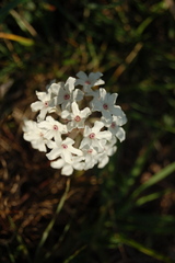Glandularia platensis
