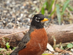 Turdus migratorius
