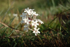 Glandularia platensis