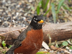 Turdus migratorius