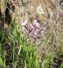 Allium praecox