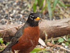 Turdus migratorius