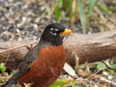 Turdus migratorius