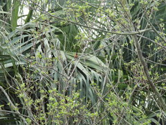 Selasphorus sasin