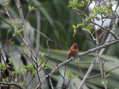 Selasphorus sasin