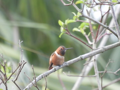 Selasphorus sasin
