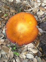 Omphalotus subilludens