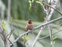 Selasphorus sasin