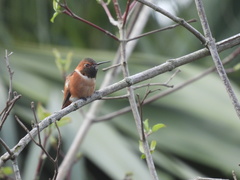 Selasphorus sasin