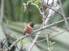 Selasphorus sasin