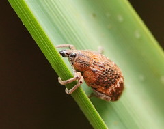 Oxyops fasciatus