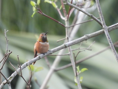 Selasphorus sasin