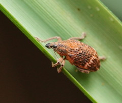Oxyops fasciatus